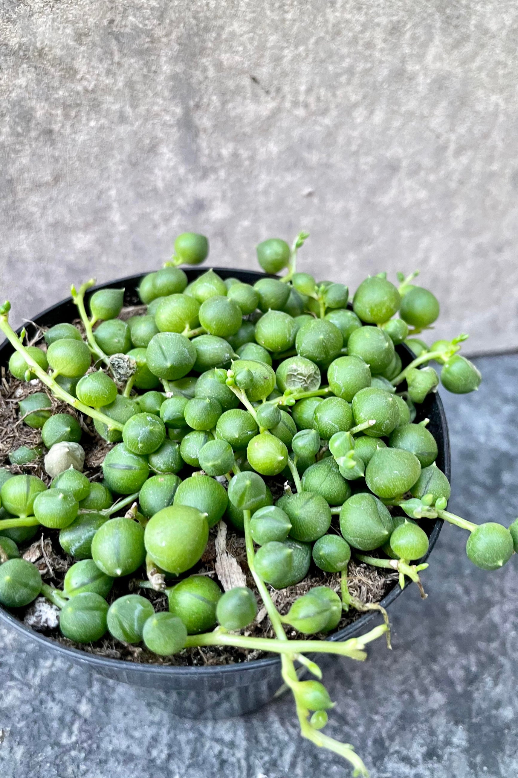 a detailed look at the Senecio rowleyanus ©Sprout Home