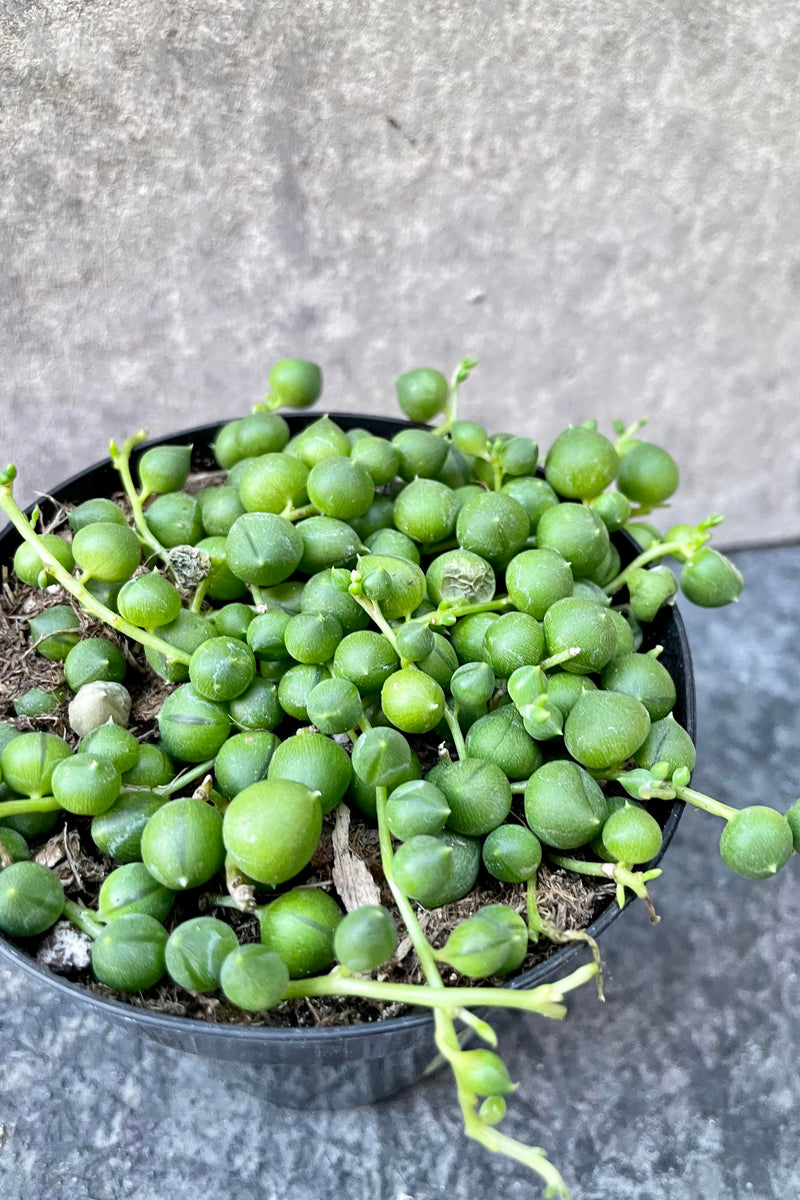 a detailed look at the Senecio rowleyanus