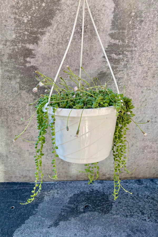 The Senecio rowleyanus sits in its 8 inch growers pot against a grey backdrop.