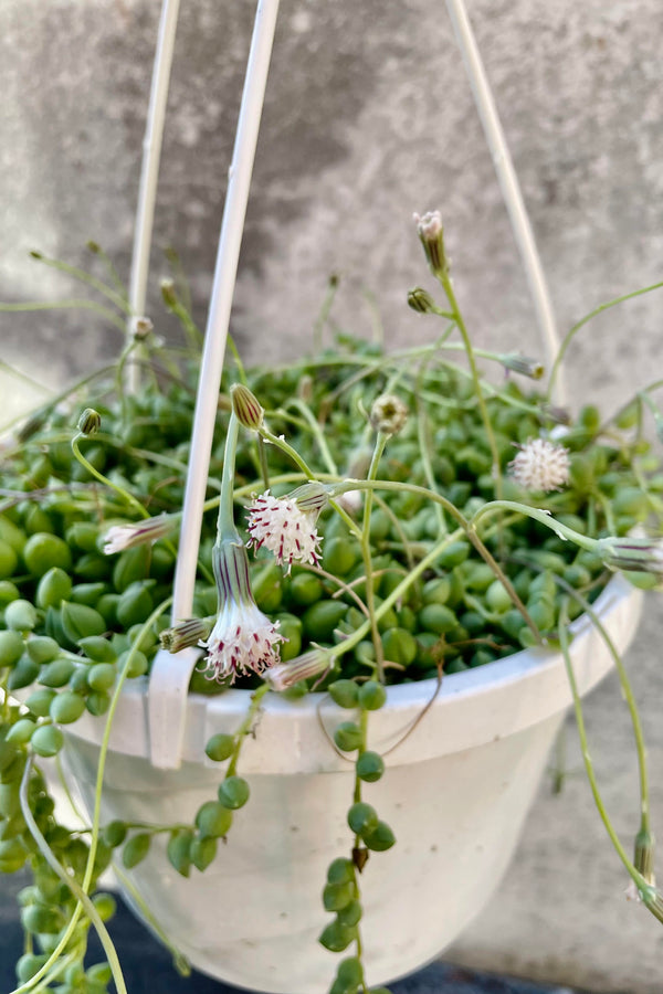 A detailed look at the circular foliage of the Senecio rowleyanus and its cotton-like blooms.