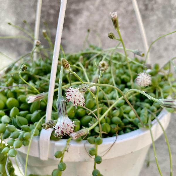 String of Pearls, Senecio rowleyanus – Wisconsin Horticulture