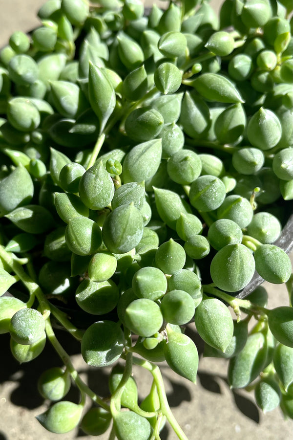 A detailed view of Senecio radicans "String of Beans" 4" against concrete backdrop