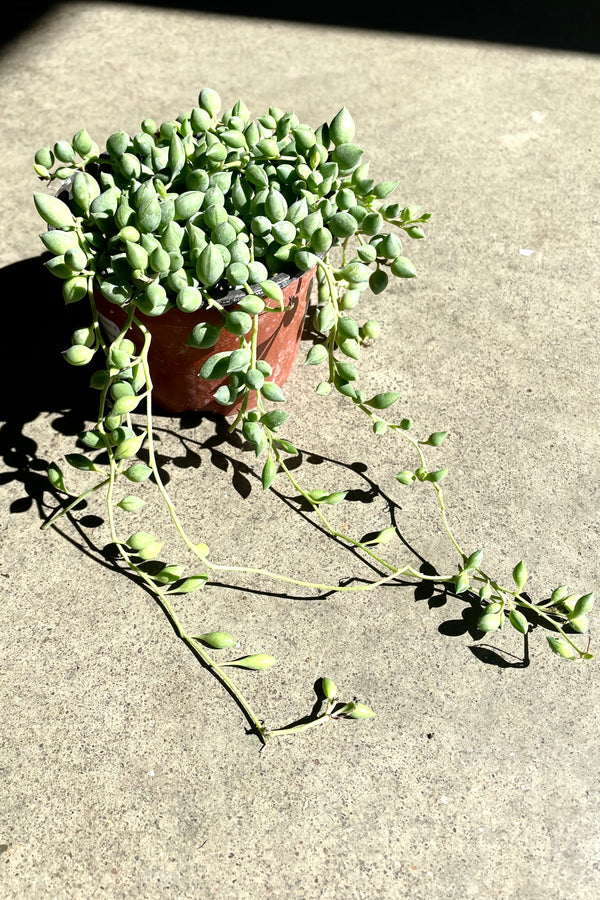 A full view of Senecio radicans "String of Beans" 4" basking in the sunlight against concrete backdrop