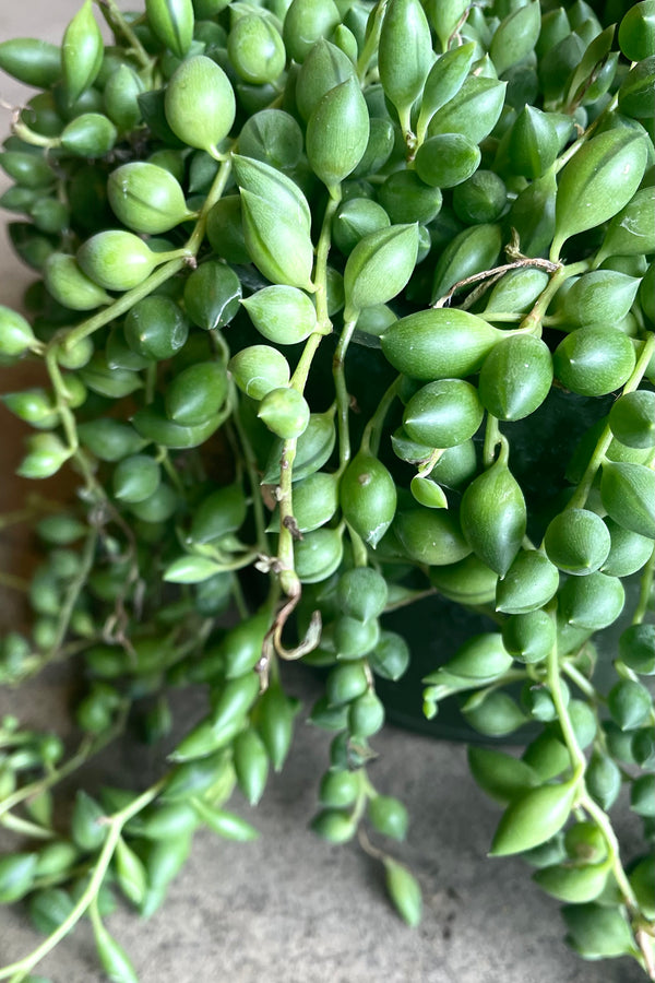 A detailed view of Senecio radicans "String of Beans" 6" against concrete backdrop