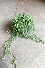 A full view of Senecio radicans "String of Beans" 6" in hanging grow pot against concrete backdrop