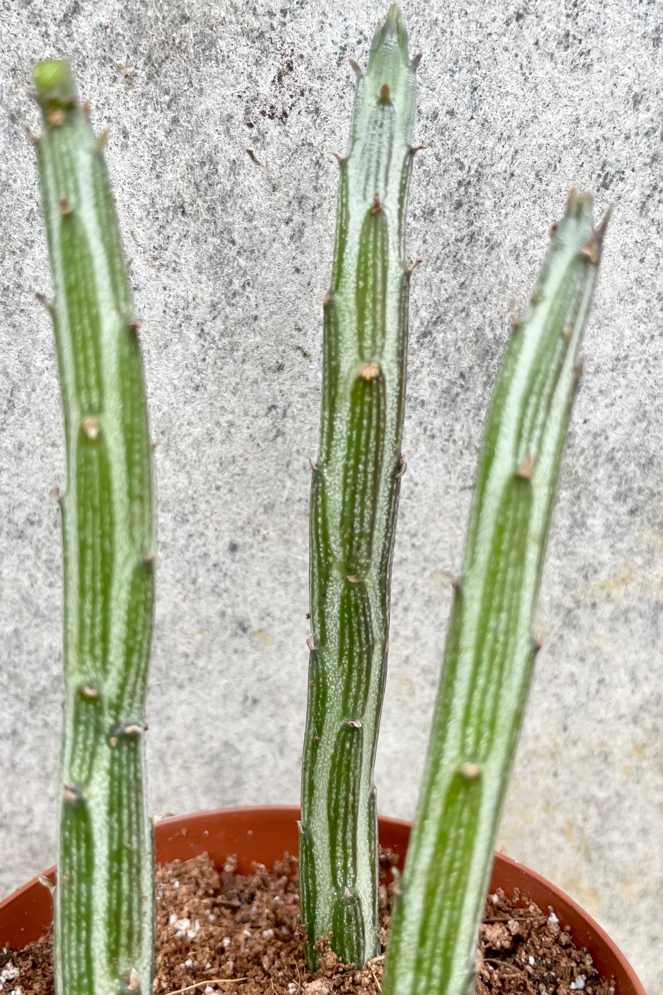 Senecio stapeliiformis 2" detail of green pencil like limbs that have a great purple pattering against a grey wall
