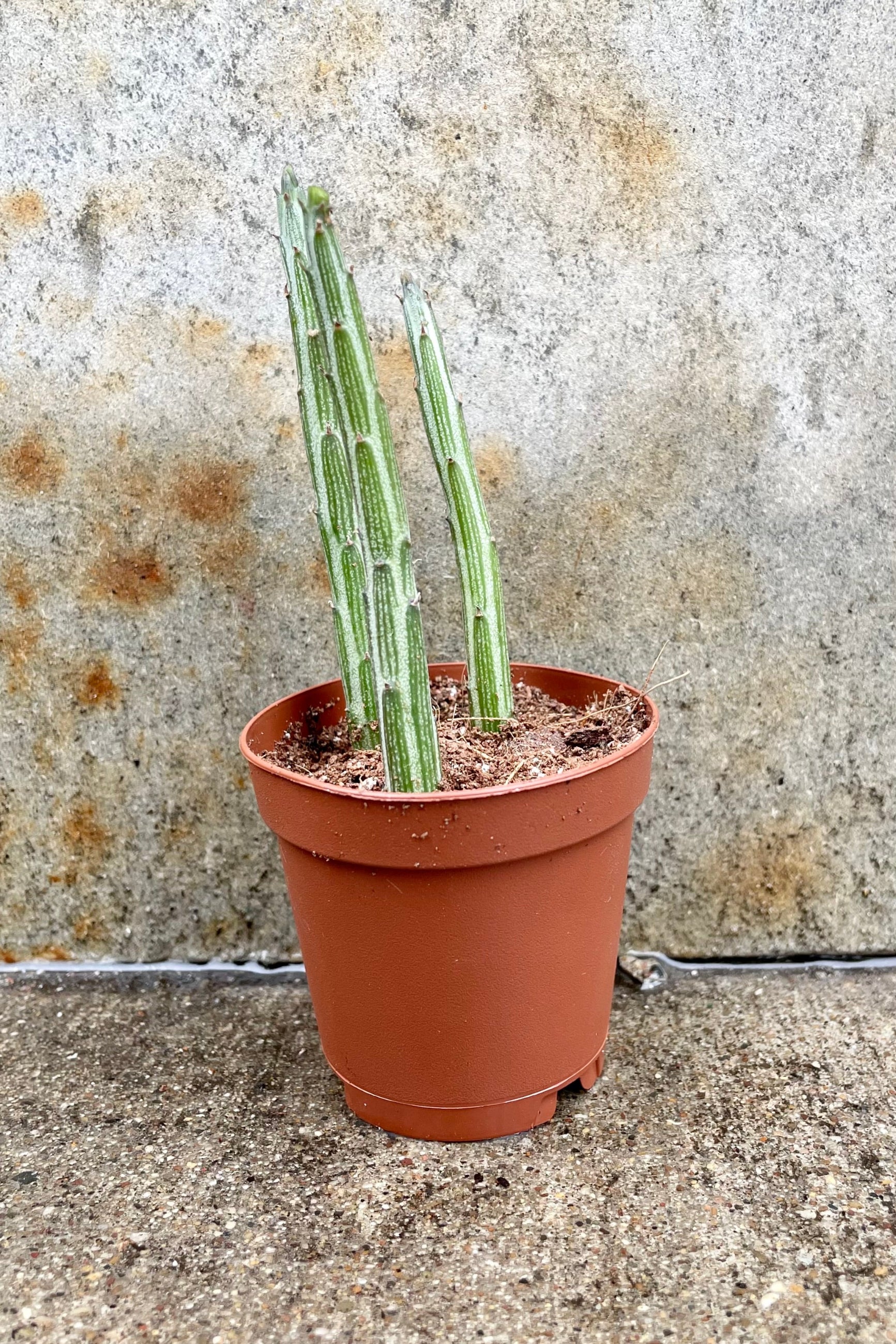 Senecio stapeliiformis 2" brown planters pot with green pencil like limbs that have a great purple pattering against a grey wall ©Sprout Home