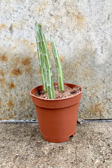 Senecio stapeliiformis 2" brown planters pot with green pencil like limbs that have a great purple pattering against a grey wall