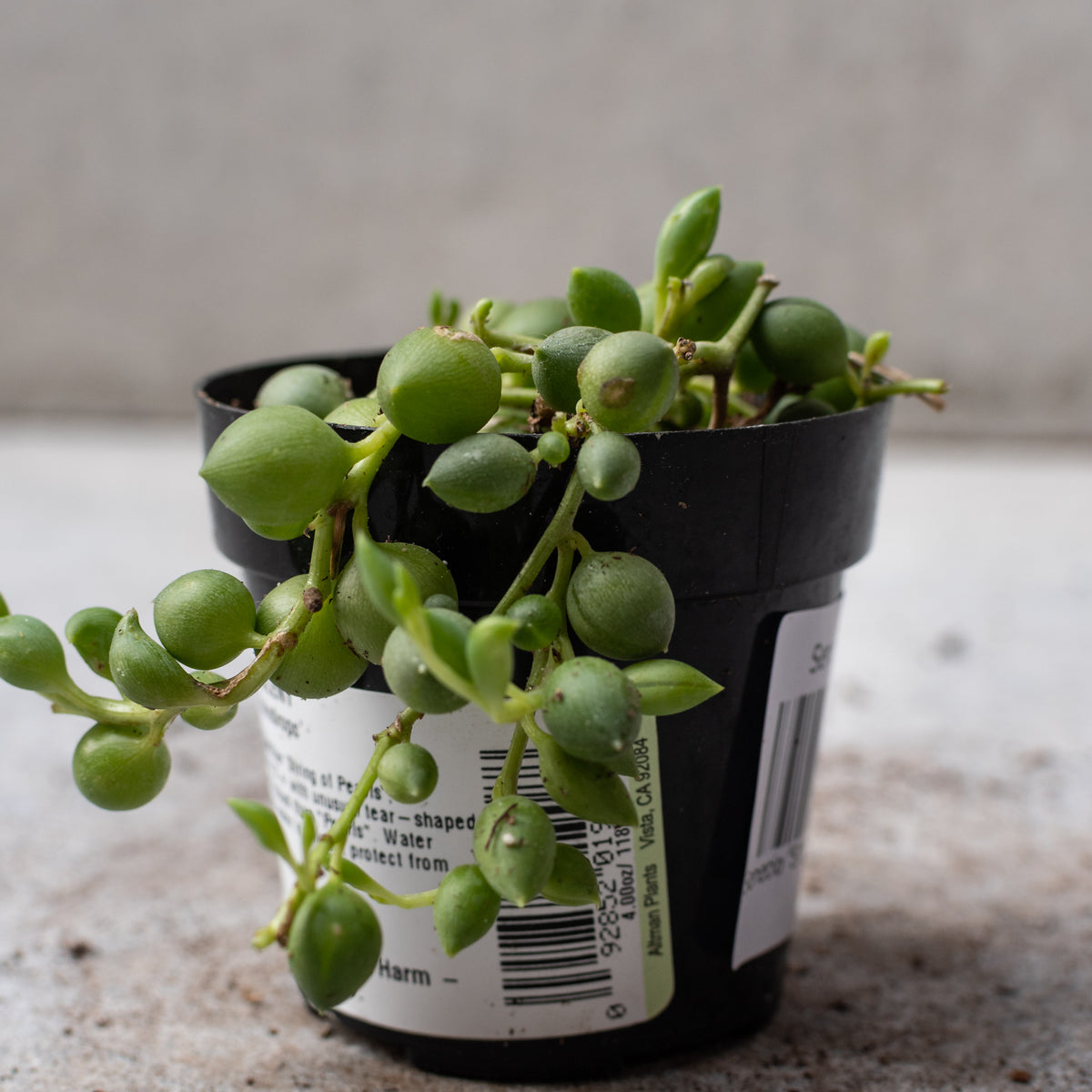 string of raindrops succulent care Senecio herreianus "String of Raindrops" 2.5" at SPROUT HOME