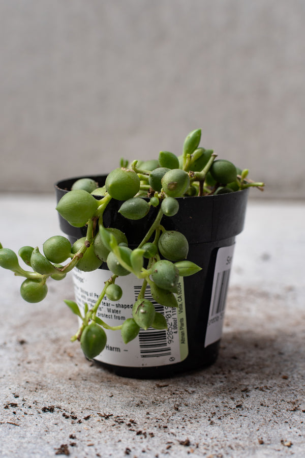 String of Raindrops plant in a 2.5 inch growers pot.