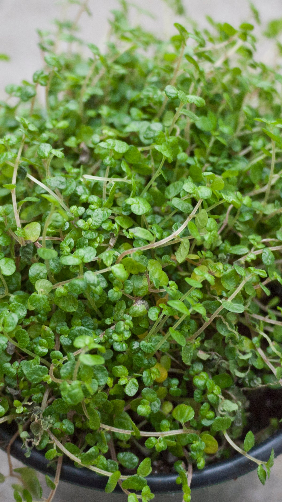 Up close picture of the delicate leaves of the Soleirolia soleirolii plant.