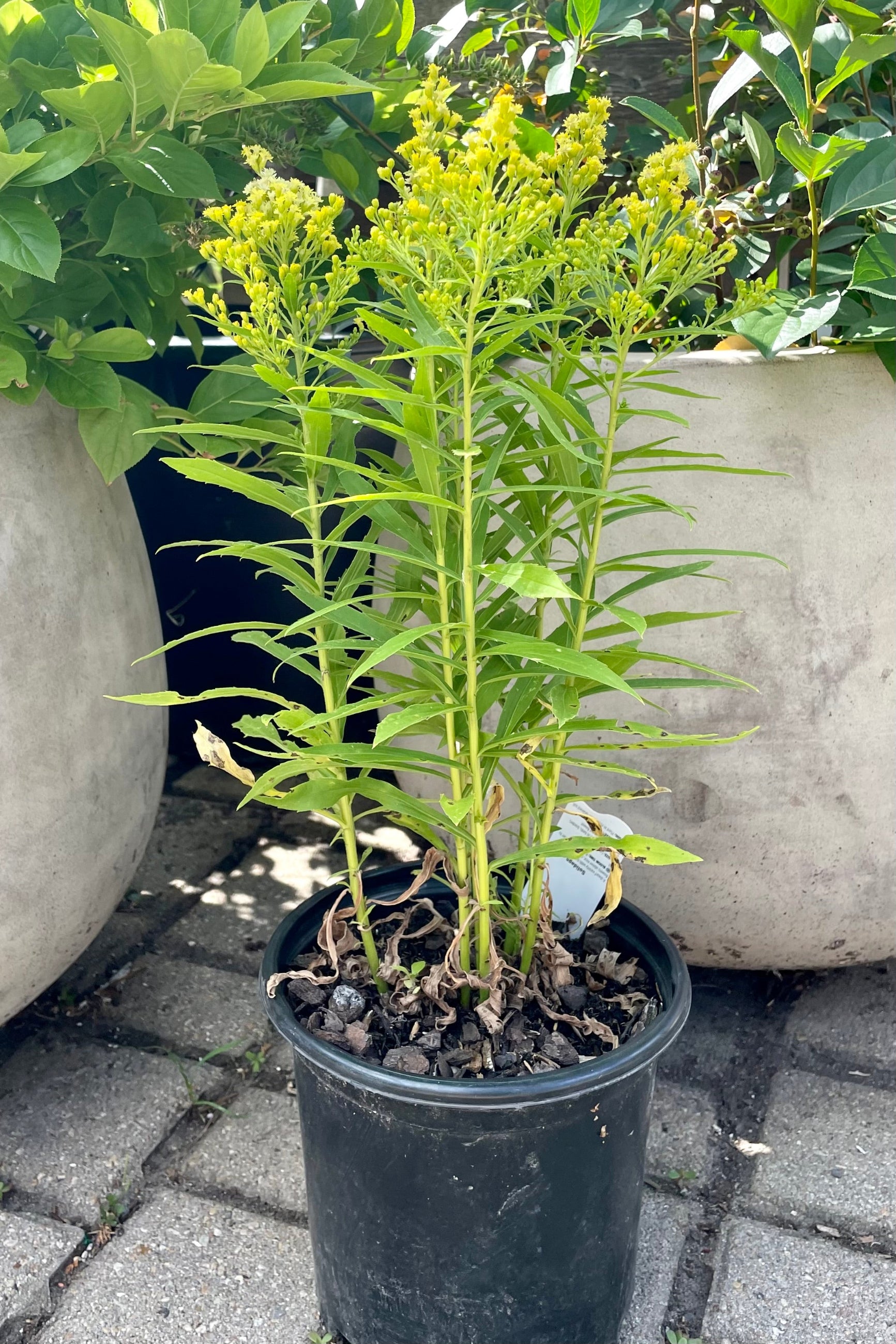 Solidago 'Little Lemon' in a #1 growers pot middle of July showing the yellow bud and bloom at Sprout Home.  ©Sprout Home