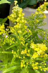 detail picture of the yellow bud and bloom of Solidago 'Little Lemon' middle of July at Sprout Home. 