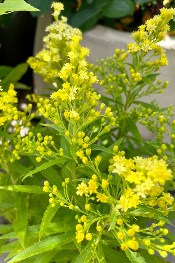 detail picture of the yellow bud and bloom of Solidago 'Little Lemon' middle of July at Sprout Home. 