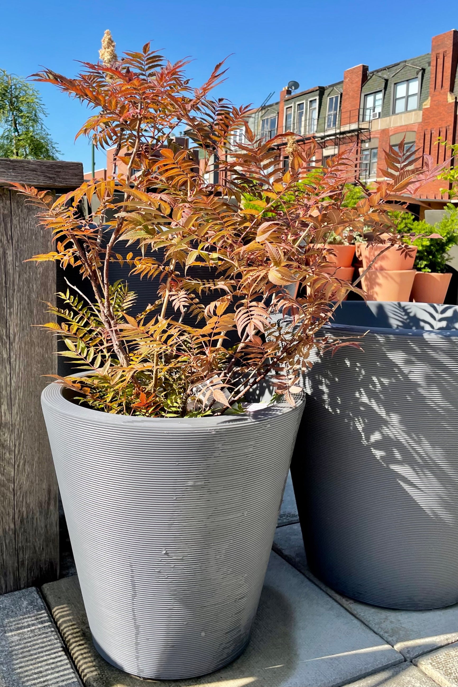 #3 size Solaria 'Sem' shrub showing its fern like leaves in shades of bronze sitting in a decorative pot in full sun in June at Sprout Home.  ©Sprout Home