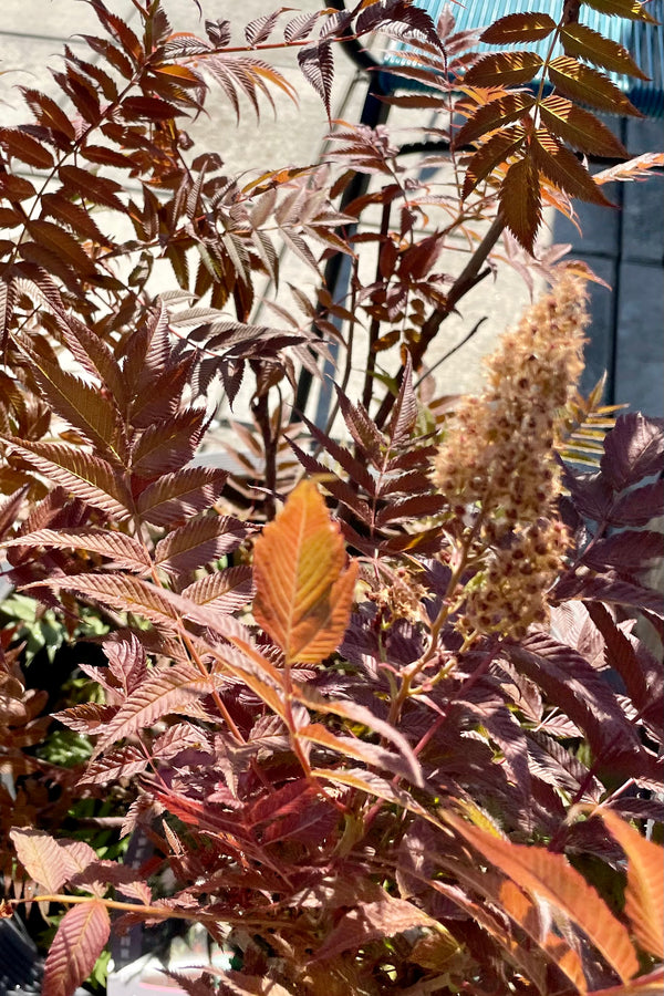 Sorbaria 'Sem' close up picture of the bronze leaves with white bloom in full sun the end of June at Sprout Home