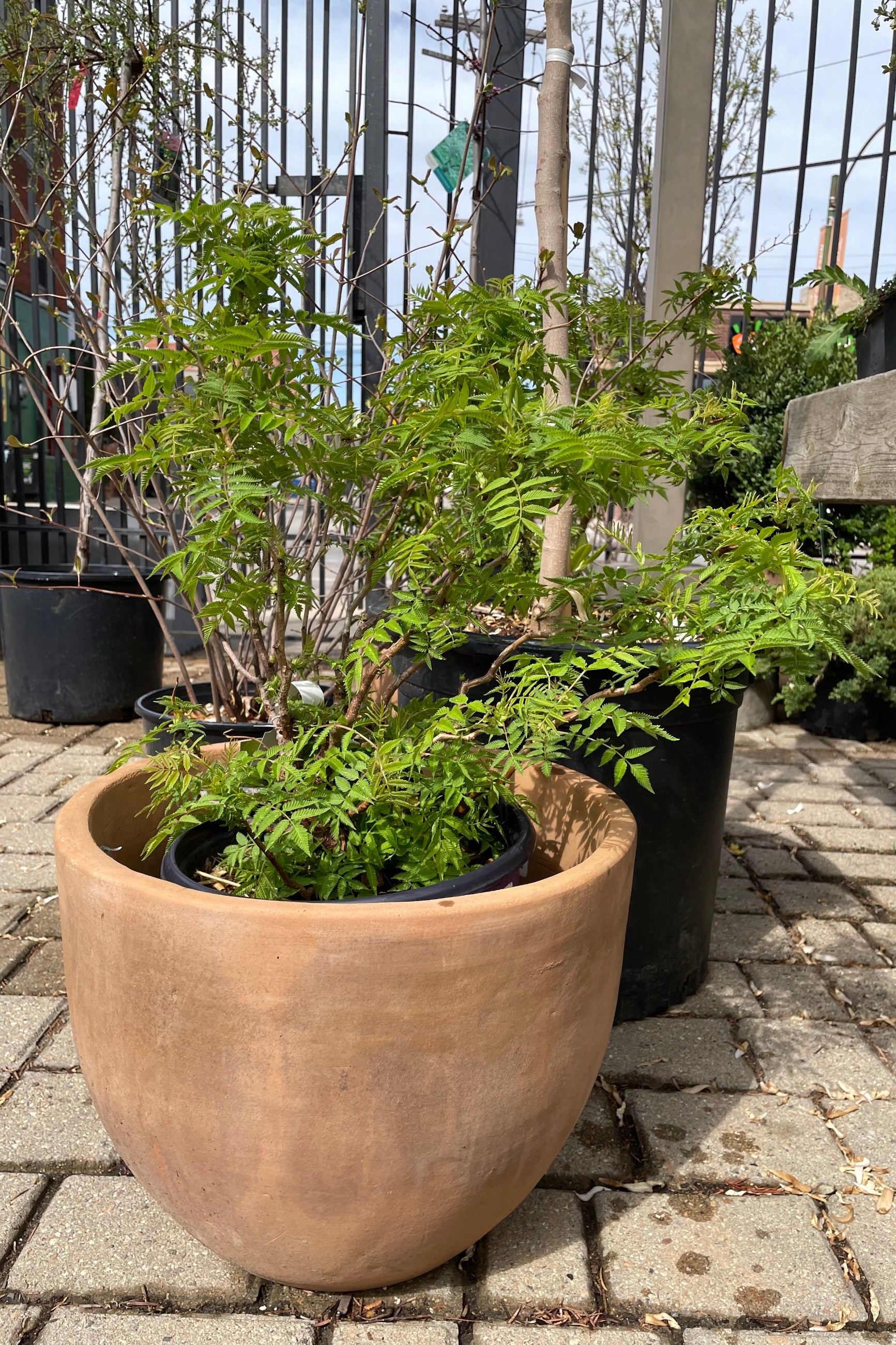 Sorbaria 'Matcha Ball' the middle of April showing its new green leaves sitting in a decorative terracotta pot at Sprout Home. ©Sprout Home