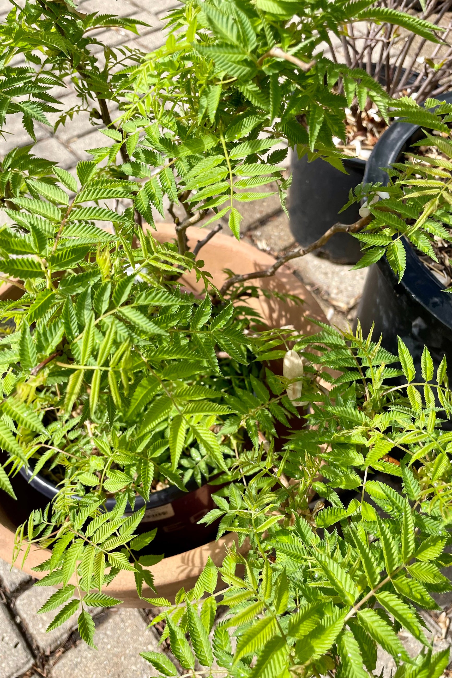 A detail picture of the bright green new leaves of the Sorbaria 'Matcha Ball' in the early spring at Sprout Home.  ©Sprout Home