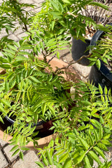 A detail picture of the bright green new leaves of the Sorbaria 'Matcha Ball' in the early spring at Sprout Home. 