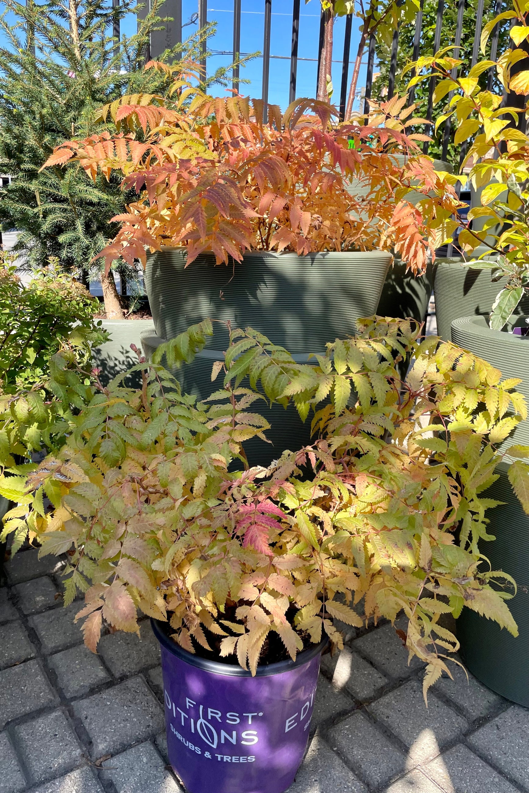 Sorbaria 'Matcha Ball' Ash Leaf Spirea in #2 pots showing fall color the beginning of October at Sprout Home.  ©Sprout Home