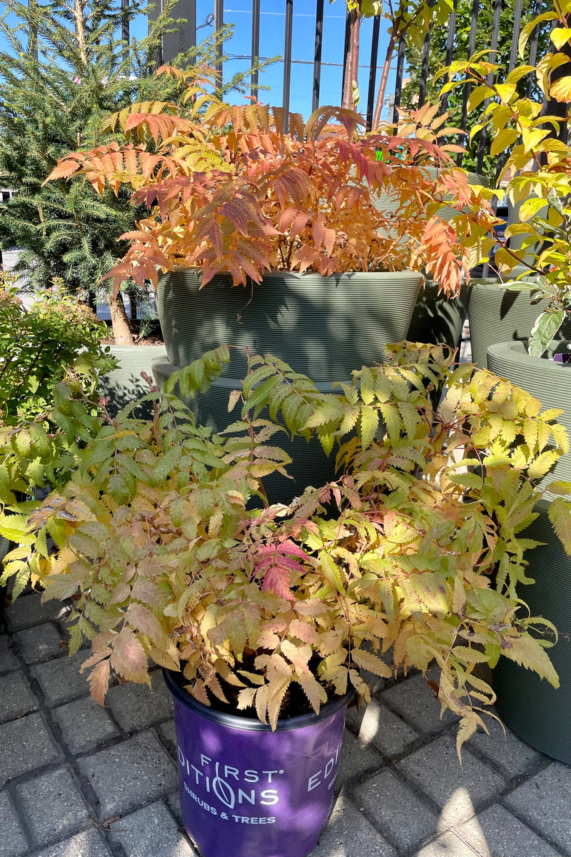 Sorbaria 'Matcha Ball' Ash Leaf Spirea in #2 pots showing fall color the beginning of October at Sprout Home. 