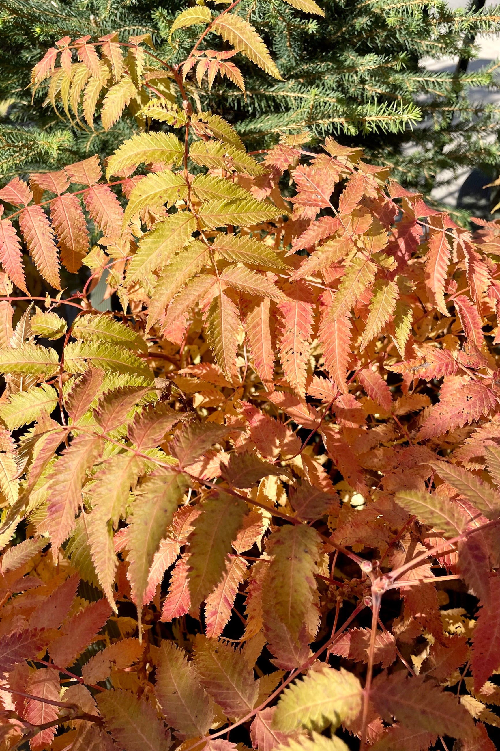 Detail picture of the fall colored leaves of the Sorbaria 'Matcha Ball' the beginning of October at Sprout Home. ©Sprout Home