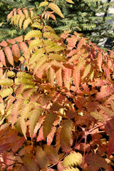 Detail picture of the fall colored leaves of the Sorbaria 'Matcha Ball' the beginning of October at Sprout Home.