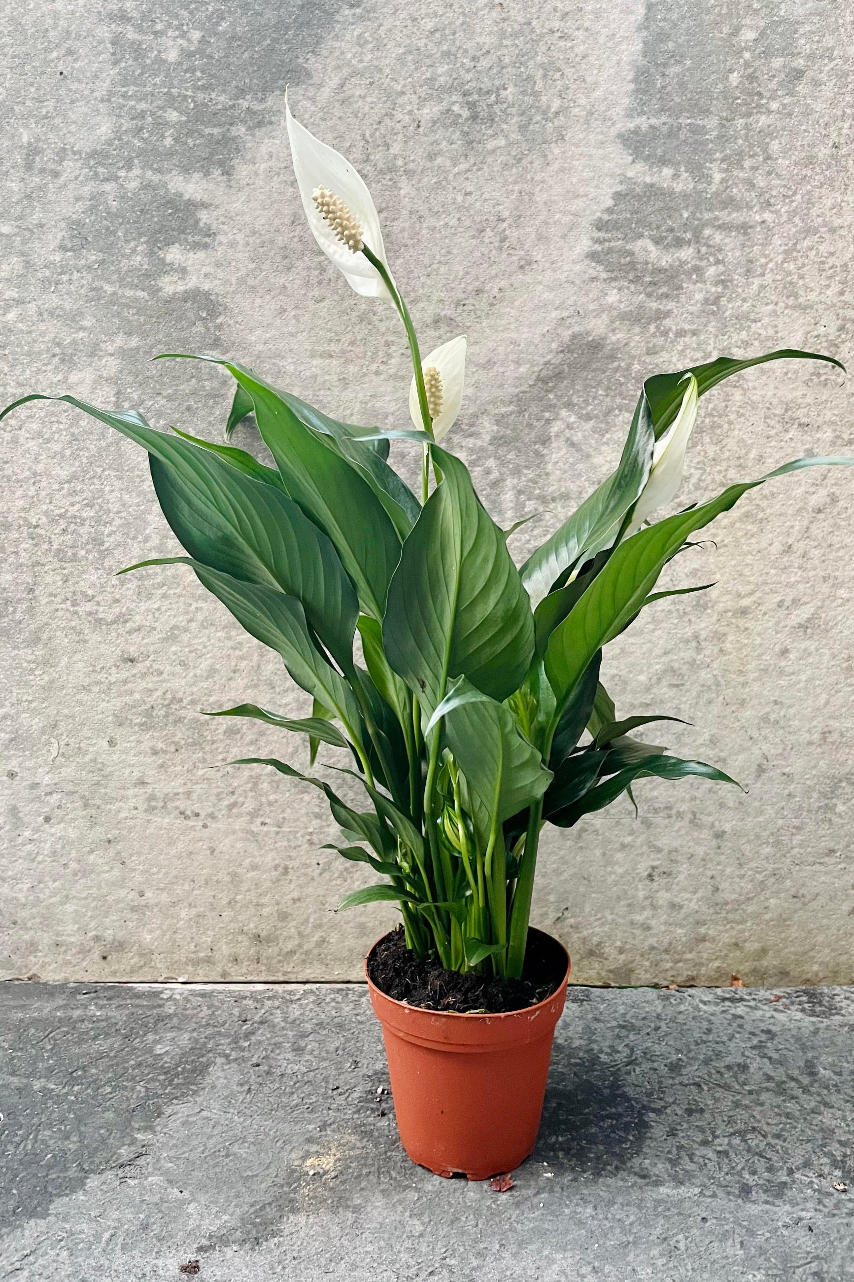 The Spathiphyllum "Peace Lily" sits in its four inch grow pot against a grey backdrop. ©Sprout Home