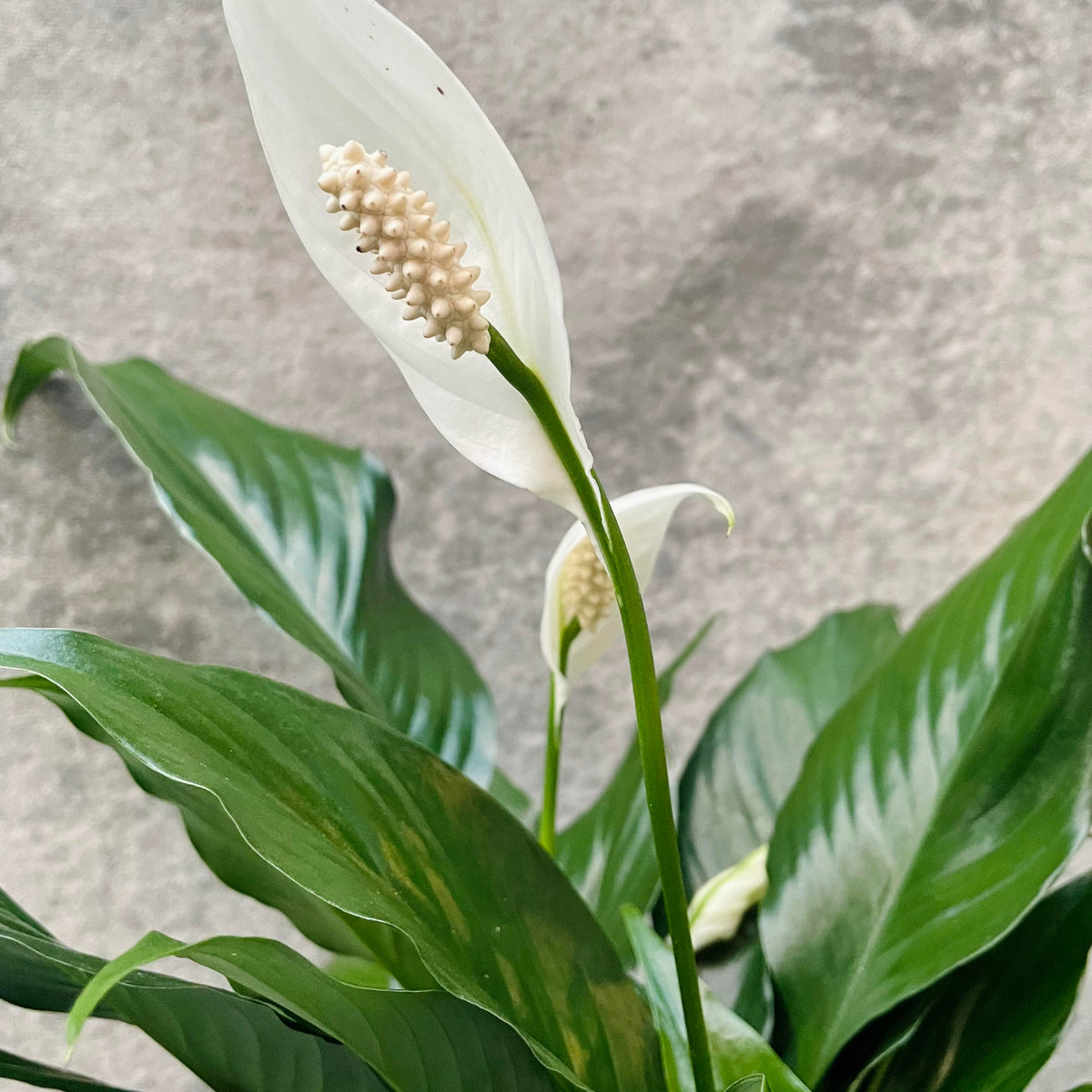 home botanicals live 4 inch spathiphyllum 'peace lily' house plant Spathiphyllum 'Peace Lily' 4