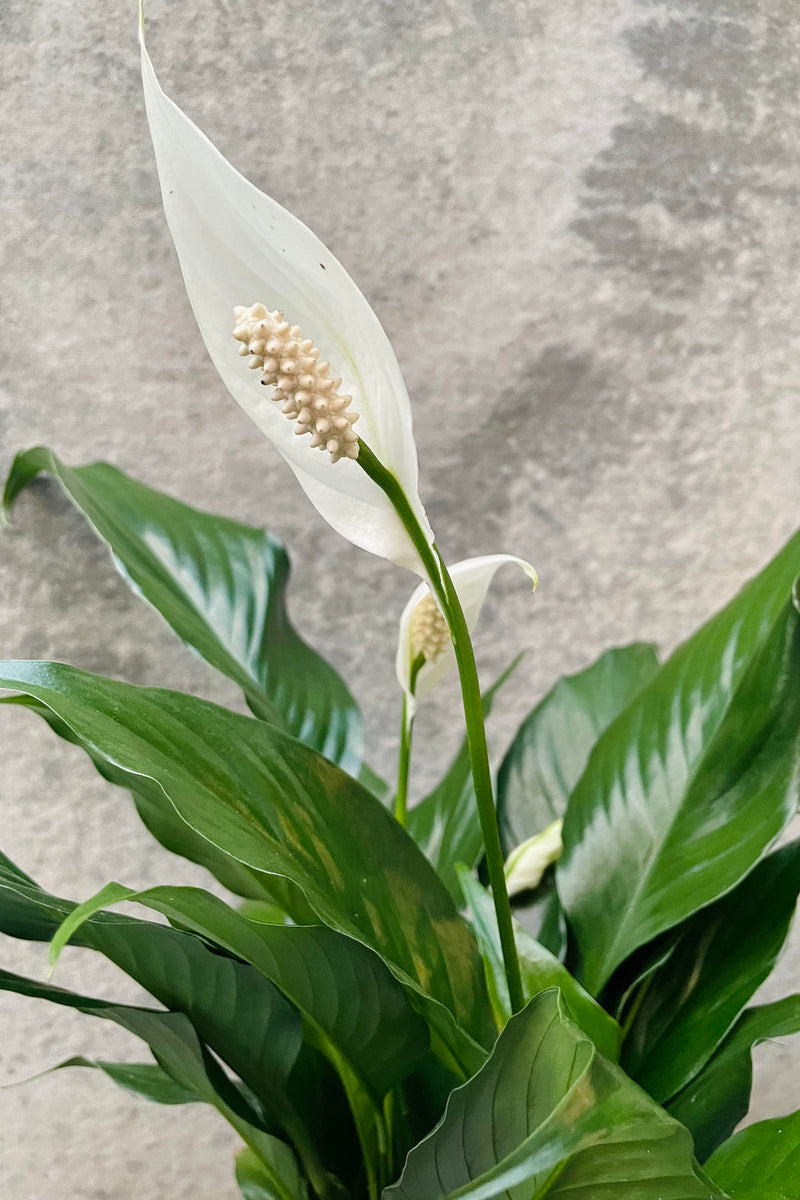 A detailed look at the Spathiphyllum "Peace Lily" in bloom.