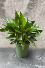Spathiphyllum "Peace Lily" 6"