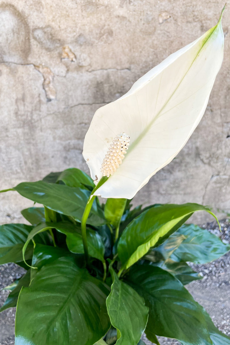 Close up of Spathiphyllum "Peace Lily" flower
