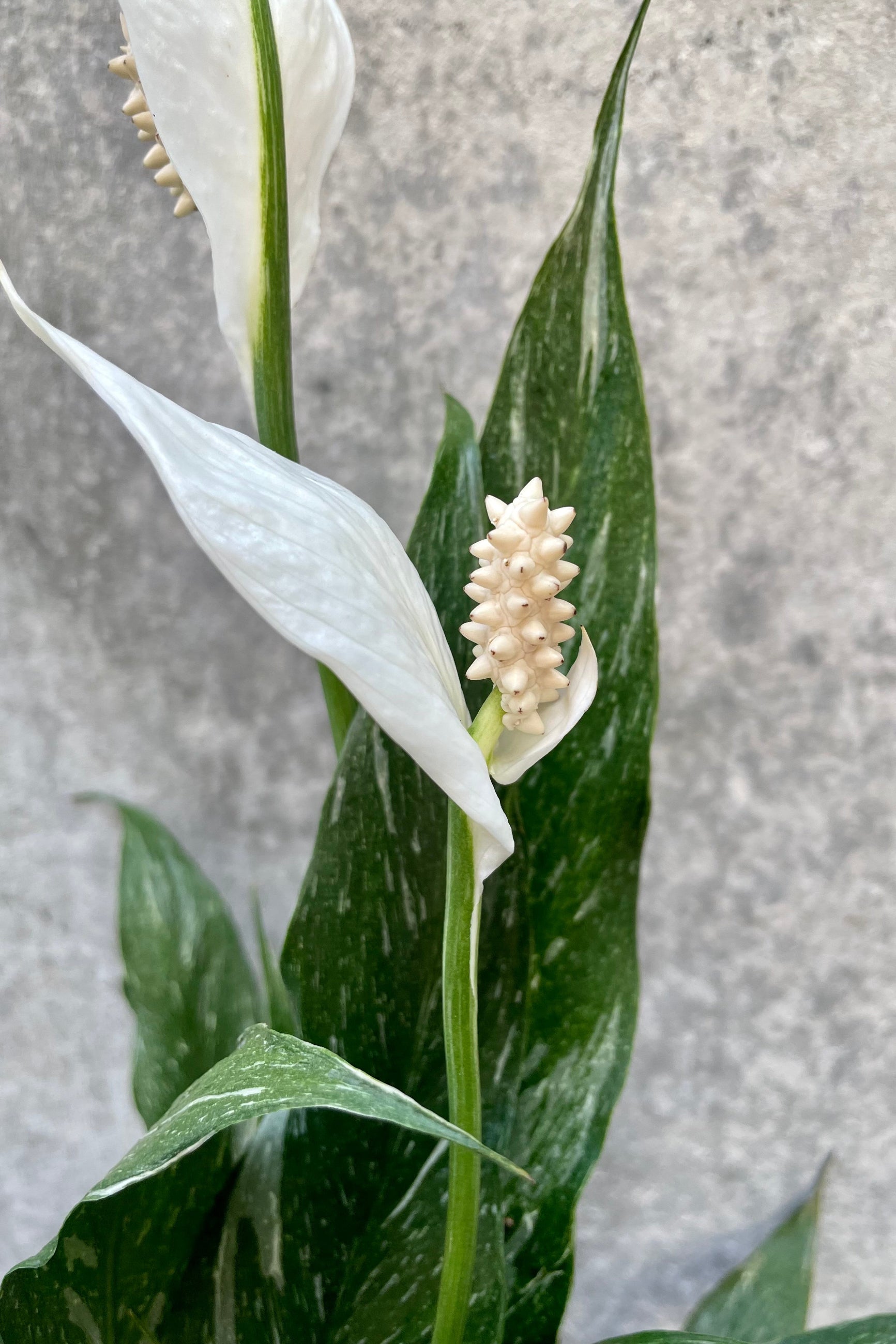 Close up of blooming Spathiphyllum 'Domino' in front of grey background ©Sprout Home