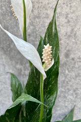 Close up of blooming Spathiphyllum 'Domino' in front of grey background