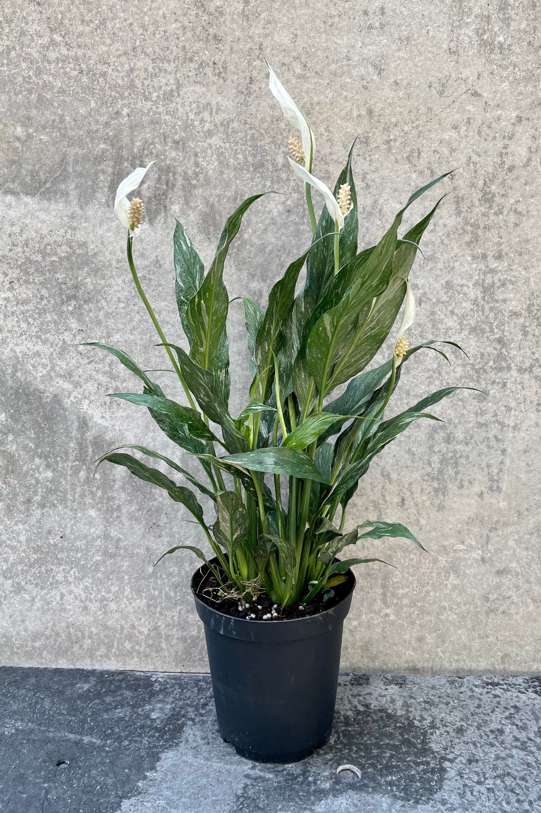 Spathiphyllum 'Domino' in grow pot in front of grey background ©Sprout Home