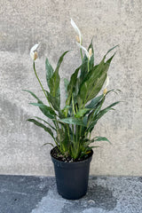 Spathiphyllum 'Domino' in grow pot in front of grey background