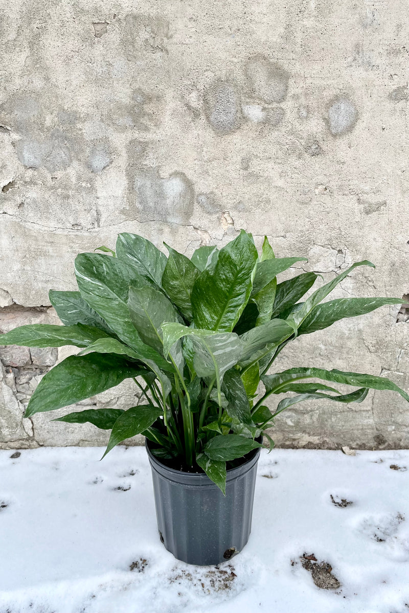 Spathiphyllum 'Domino' plant in an 8" growers pot. 