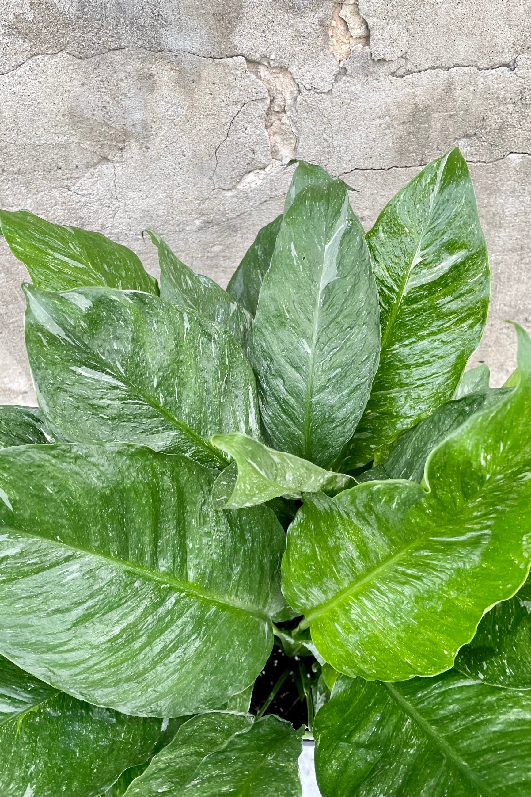 Detail of the Spathiphyllum 'Domino' plant showing its variegated ovate leaves. ©Sprout Home