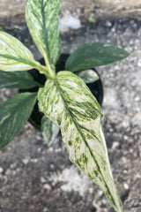 A overhead close-up view of the Spathiphyllum 'Jessica' 4" against a concrete backdrop