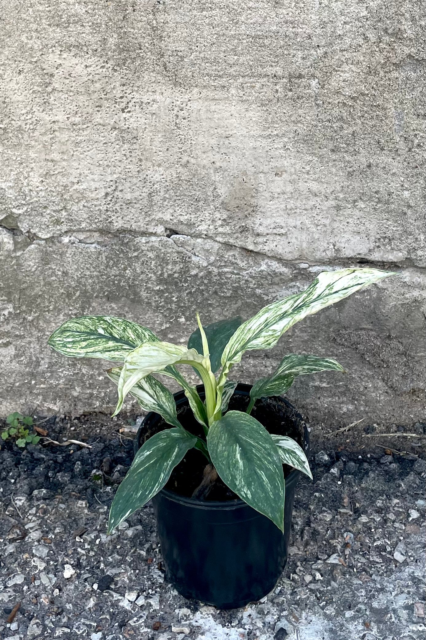 A view of the Spathiphyllum 'Jessica' 4"  in a grow pot against a concrete backdrop