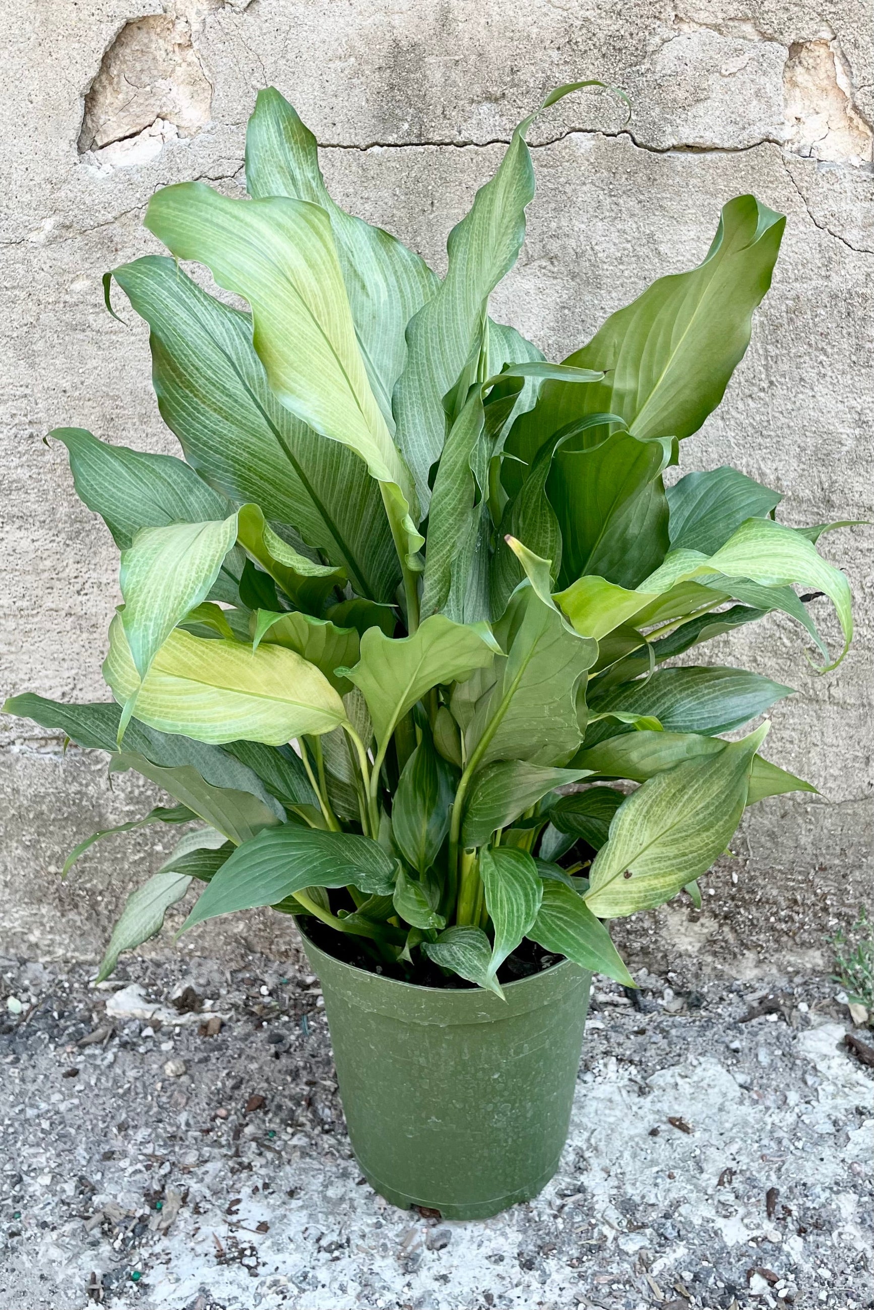 Spathiphyllum 'Platinum Mist' in a 6" growers pot against a gray wall showing the green with silver cast at Sprout Home.  ©Sprout Home