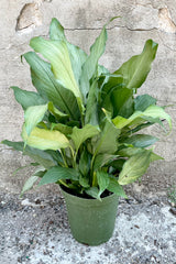 Spathiphyllum 'Platinum Mist' in a 6" growers pot against a gray wall showing the green with silver cast at Sprout Home. 