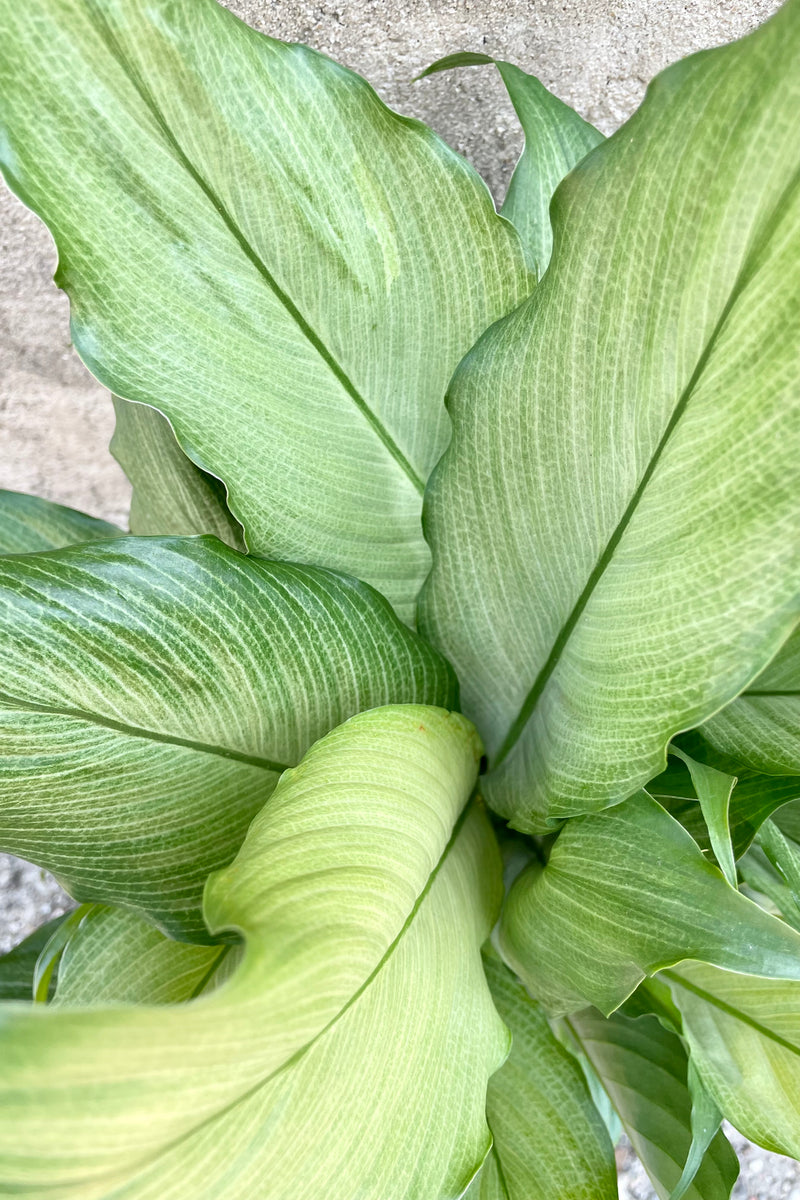 The leaves of the Spathiphyllum 'Platinum MIst' plant showing the delicate green with gray cream leaf striations at Sprout Home. 
