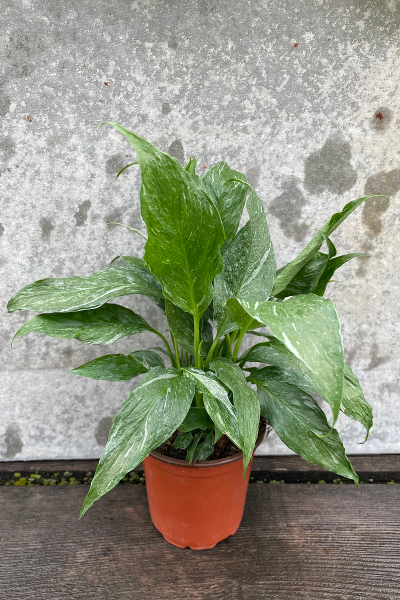 Spathiphyllum 'Domino' with a 4" orange growers pot against a grey wall