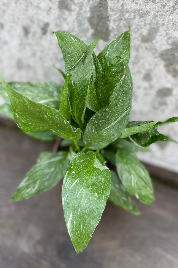 Detail of Spathiphyllum 'Domino' 4" against a grey wall