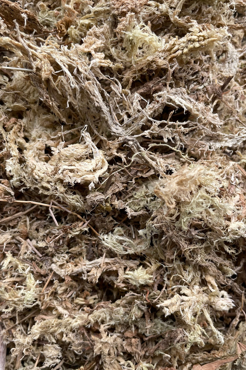 A detail picture of organic sphagnum at Sprout Home.
