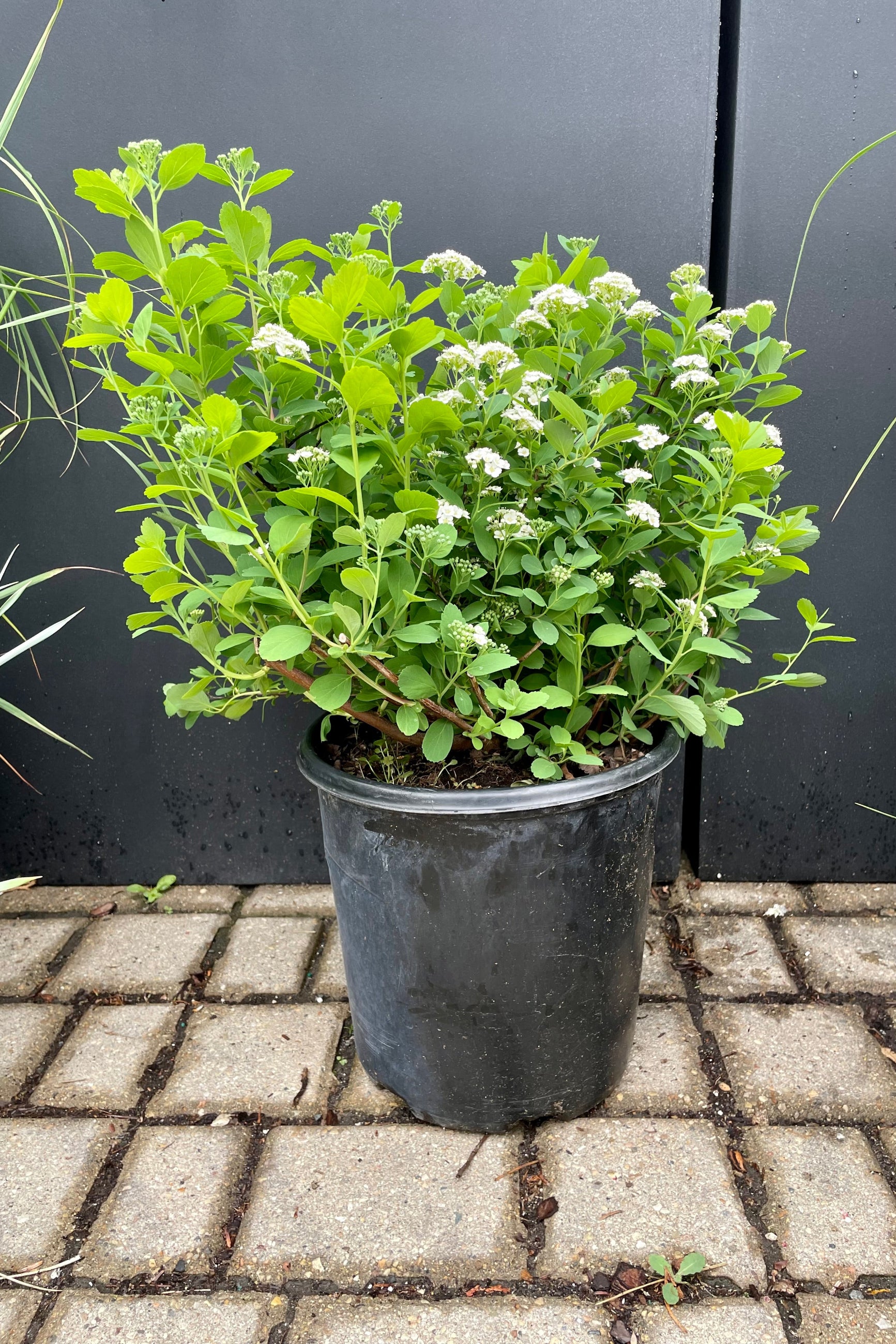 The Spiraea 'Tor' in a #2 growers pot in the middle of May in bloom with white flowers against a black background and Sprout Home. ©Sprout Home