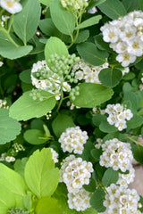 The white flowers and green ovate leaves of the Spiraea 'Tor' in the middle of May at Sprout Home in Chicago. 