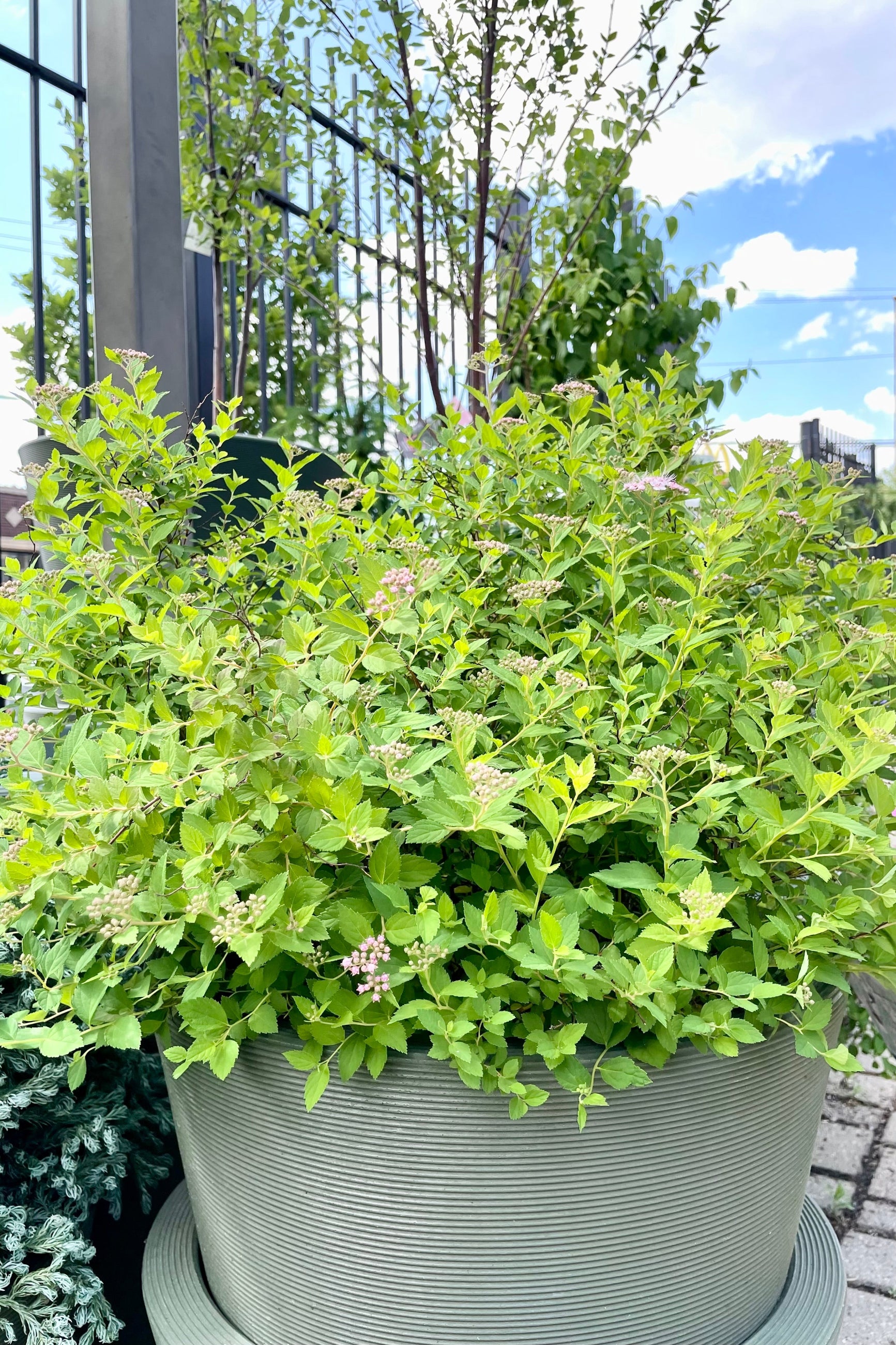 #3 Spiraea 'Little Princess' shrub in bloom the beginning of June sitting in a decorative pot at Sprout Home. ©Sprout Home