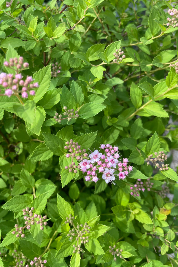 A detail picture of the sweet pink bud and bloom of the Spiraea 'Little Princess' shrub in bloom the beginning of June on top of bright green leaves at Sprout Home. 